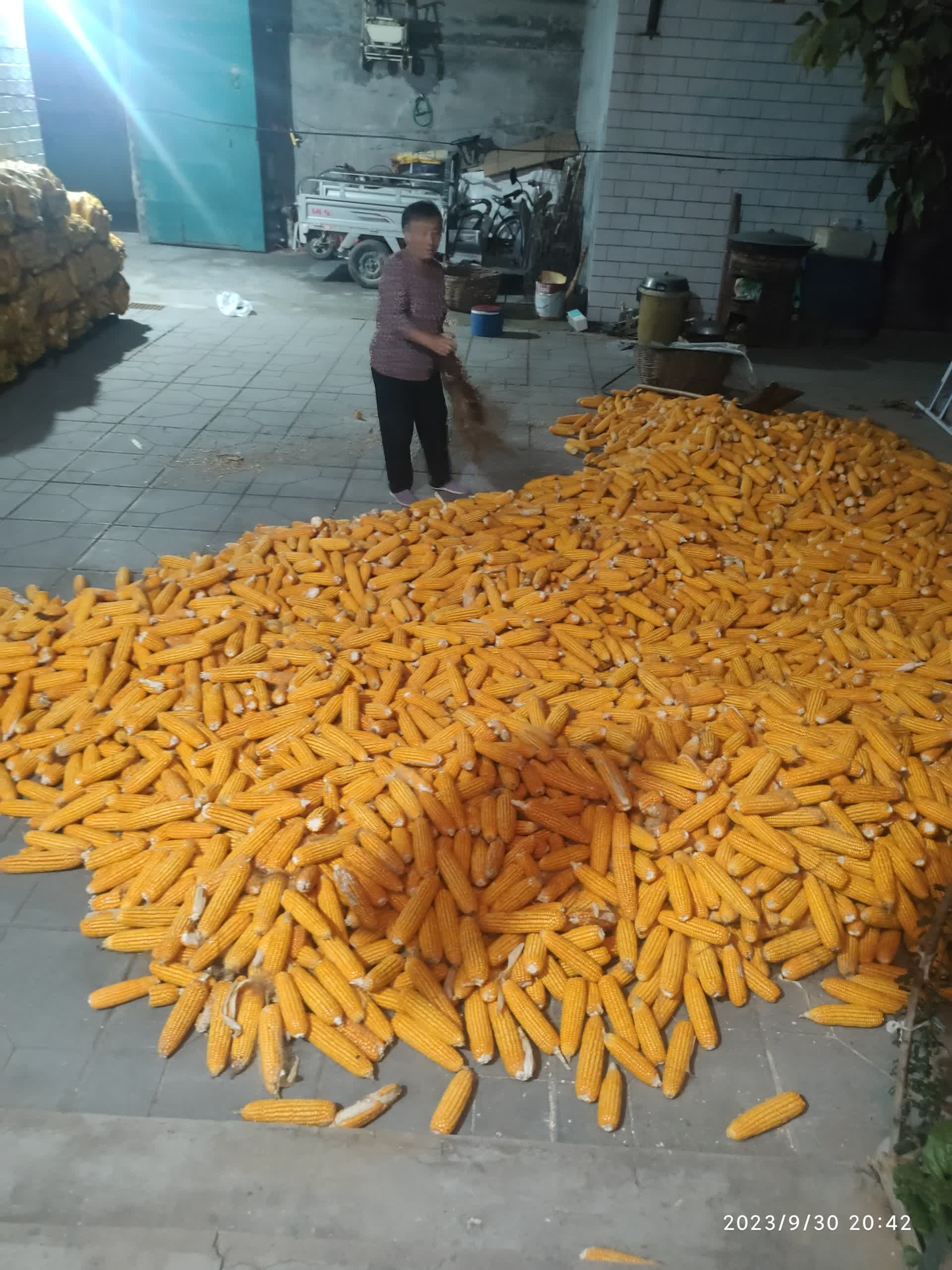 IMG_20230930_204247.jpg IMG_20230930_204247.jpg